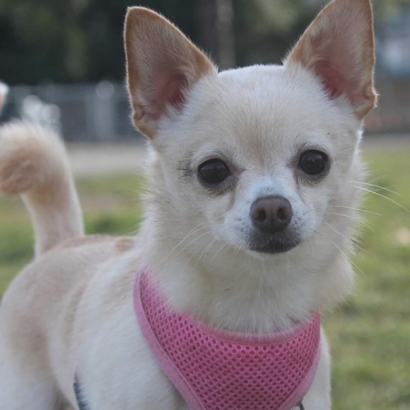 Meet your Posher, V - Picture 1 of 1